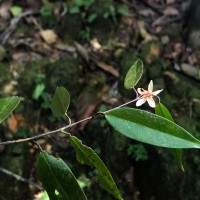 Stemonoporus lancifolius (Thwaites) P.S.Ashton